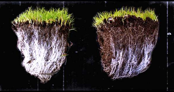 Mycorrhizal Treatment