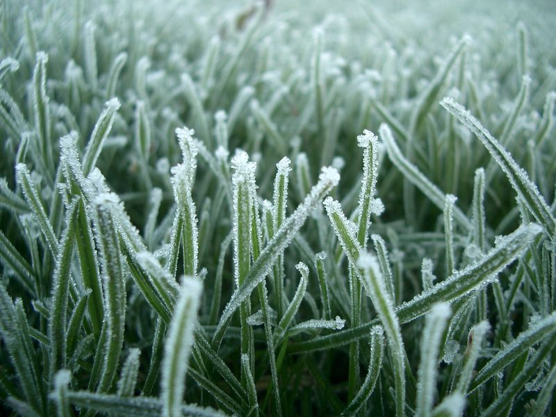 winter active grass seed mixture